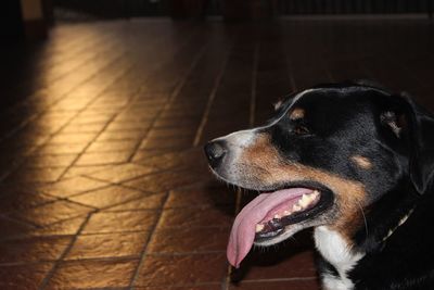 Close-up of a dog looking away