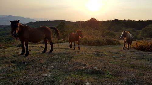 Horses standing on field against sky during sunset