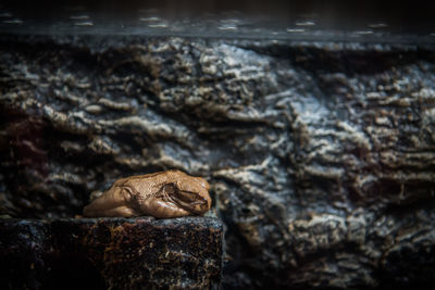 Close-up of lizard on rock