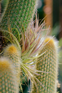 Close-up of succulent plant