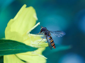 Close-up of insect perching on yellow flower