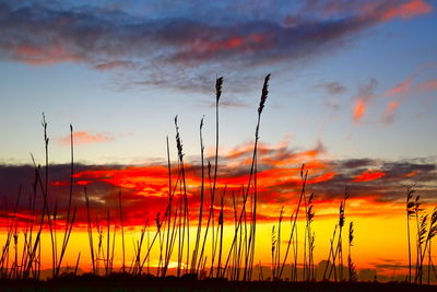 Silhouette plants growing on field against dramatic sky during sunset