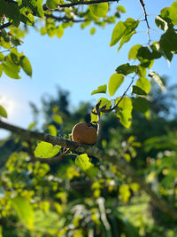 Low angle view of berries growing on tree