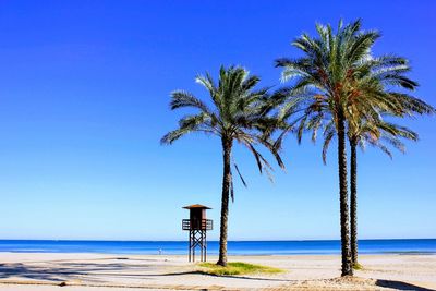 Palm trees on beach against clear blue sky