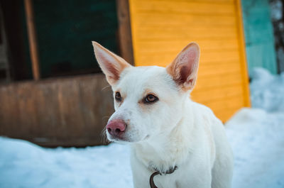 Close-up portrait of a dog