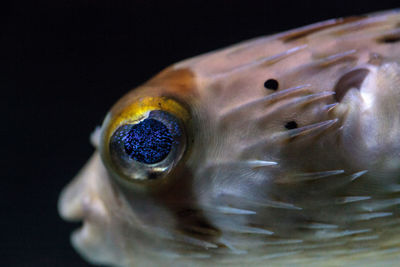 Spiny porcupinefish diodon holocanthus has eyes that sparkle with blue flecks and skin with spines. 