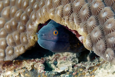 Fish swimming in sea