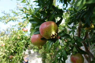 Close-up of apple growing on tree