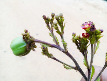 Close-up of plant