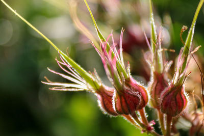 Close-up of flowering plant