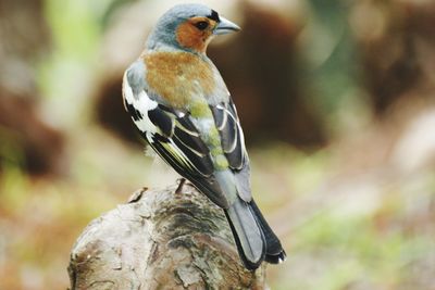 Close-up of bird perching on a branch