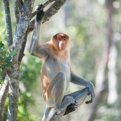 Low angle view of monkey sitting on tree in forest