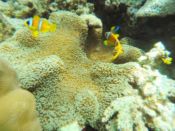 Close-up of fish swimming in sea