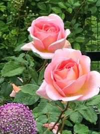 Close-up of pink roses blooming outdoors