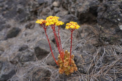 Close-up of yellow flowering plant