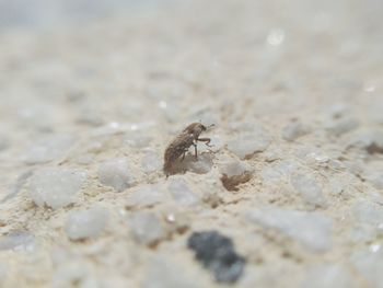 High angle view of insect on sand