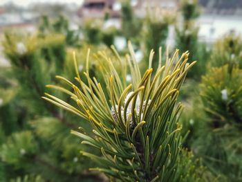 Close-up of plant growing on land