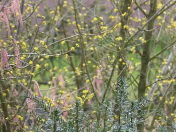 Close-up of fresh green plants