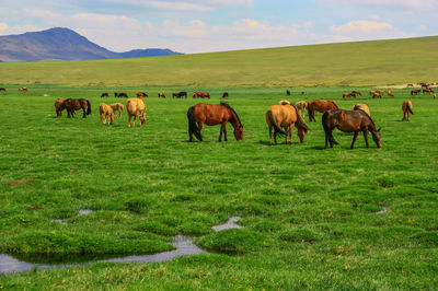 Horses grazing in a field