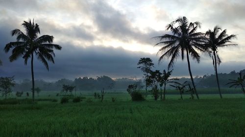 Scenic view of palm trees on field against sky