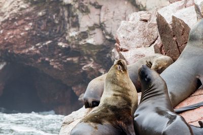 High angle view of sea lion on rock