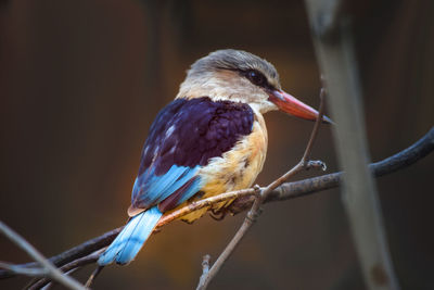 Close-up of bird perching on branch