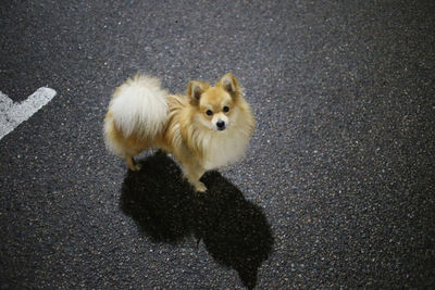 High angle view of dog on street