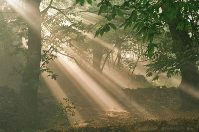 Sunlight streaming through trees in forest