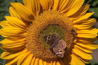 Close-up of sunflower