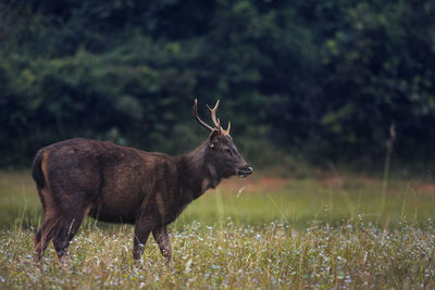 Male sambar deer in khao yai national park thailand