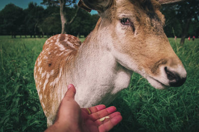 Close-up of hand touching deer on field