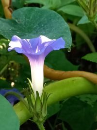 Close-up of purple flowering plant