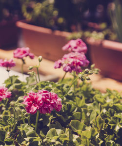 Close-up of pink flowers