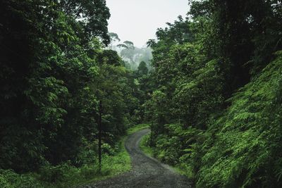 Road amidst trees in forest