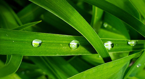 Full frame shot of plants during rainy season