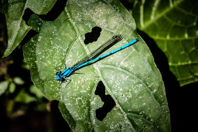 Close-up of damselfly on leaf