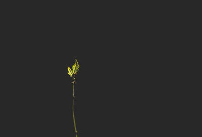 Close-up of flower over black background