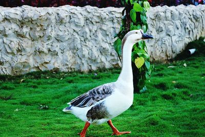 Close-up of bird perching on grass