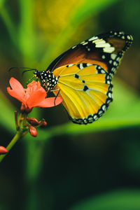 Close-up of butterfly pollinating on flower