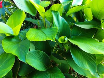 Full frame shot of leaves