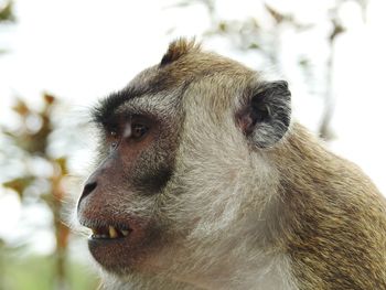 Close-up of monkey