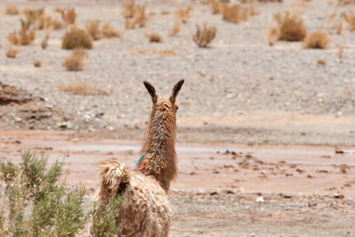 Giraffe in a desert