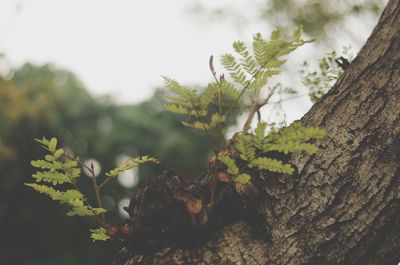 Close-up of leaves on tree trunk