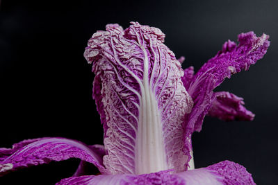 Close-up of purple flowering plant against black background