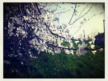 Pink flowers blooming on tree