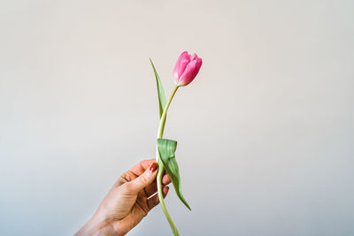 Close-up of hand holding red tulip