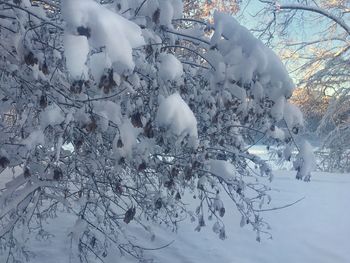 Close-up of snow covered trees on field