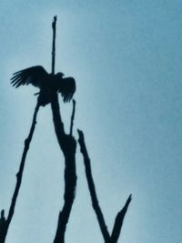 Low angle view of tree against sky