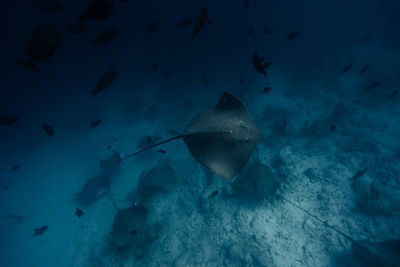 Close-up of stingray swimming in sea