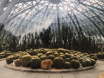 Stack of cactus in farm against sky